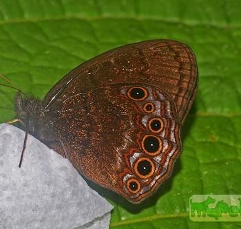 Eretris subpunctata