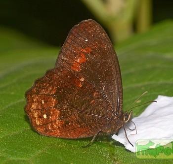 Pedaliodes tucca
