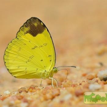 Eurema simulatrix