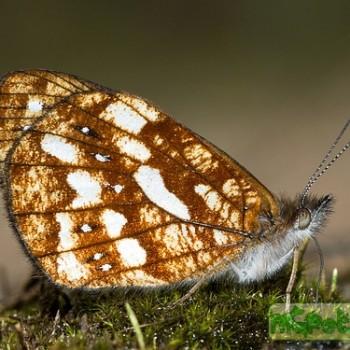 Lymanopoda labda