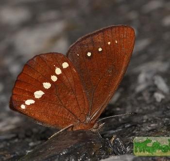 Lymanopoda albomaculata
