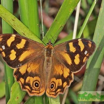 Heteronympha solandri