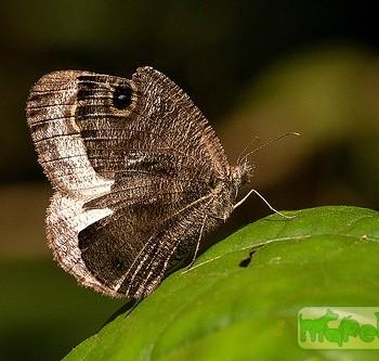 Ypthima albida