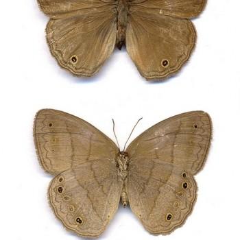 Yphthimoides affinis