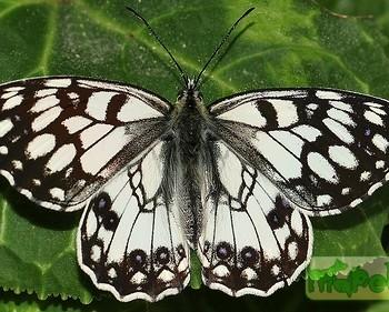 Melanargia ines