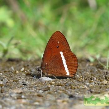 Lymanopoda albocincta