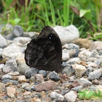 Pronophila orcus