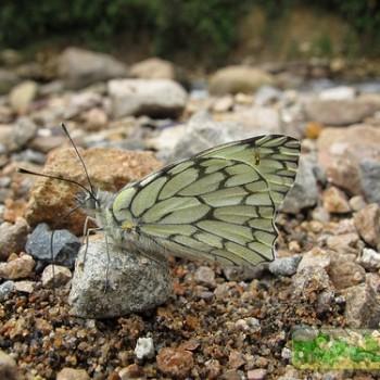 Hesperocharis nereina