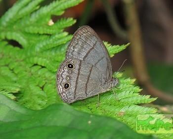 Caeruleuptychia umbrosa