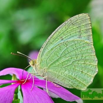 catopsilia pyranthe