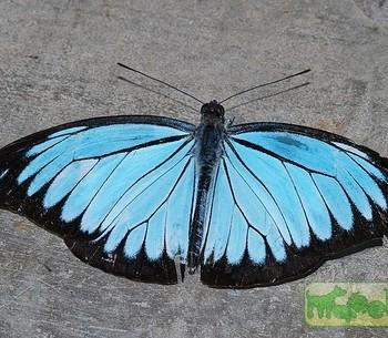Pareronia valeria
