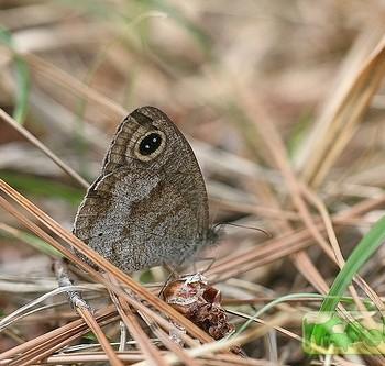 Ypthima baileyi