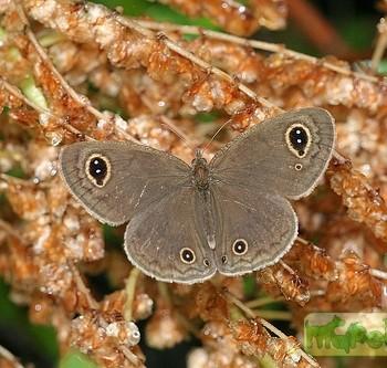 Ypthima iris
