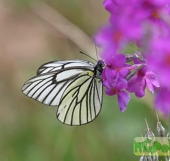 aporia bieti