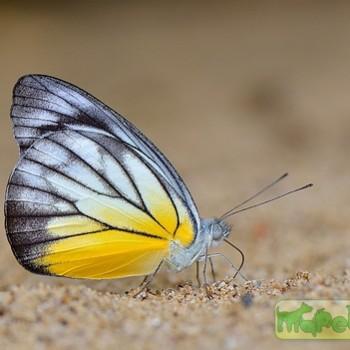 Appias cardena