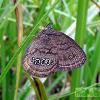 Neonympha mitchellii