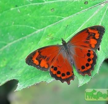 Lasiophila zapatoza