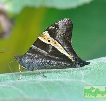 Corades chirone