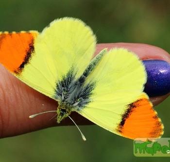 anthocharis belia