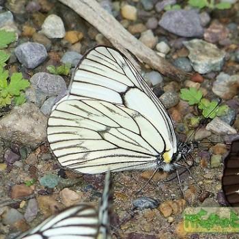 aporia delavayi