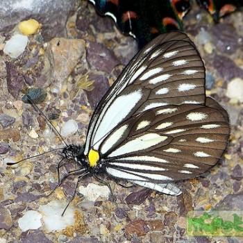 aporia agathon