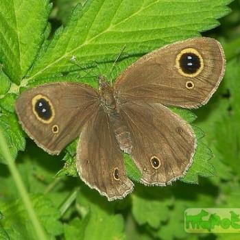 Ypthima insolita