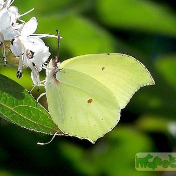 Gonepteryx aspasia