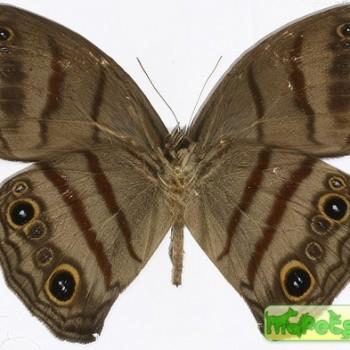 Megeuptychia antonoe