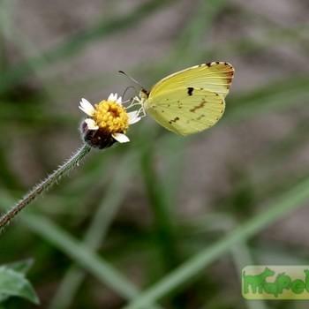 Eurema deva