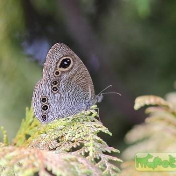 Ypthima conjuncta