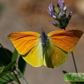 Gonepteryx cleobule