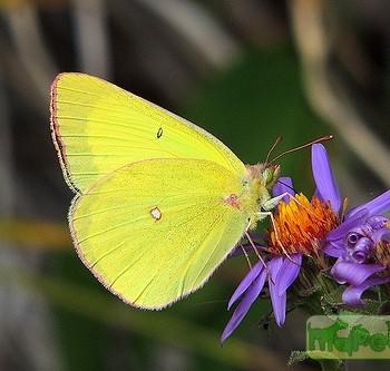 colias pelidne