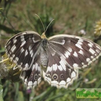 Melanargia hylata