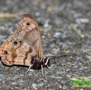 Euptychia ernestina