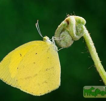Eurema laeta