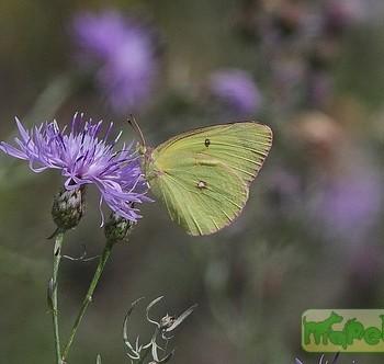 colias chippewa