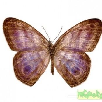 Chloreuptychia hewitsonii