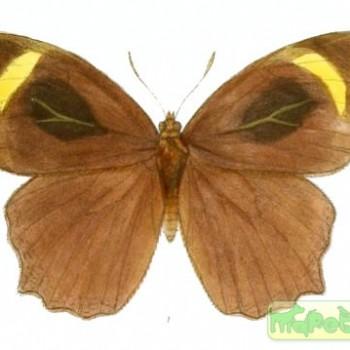Cyllogenes suradeva
