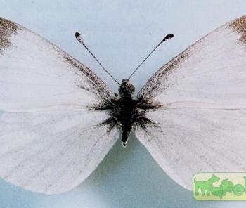 Leptidea reali