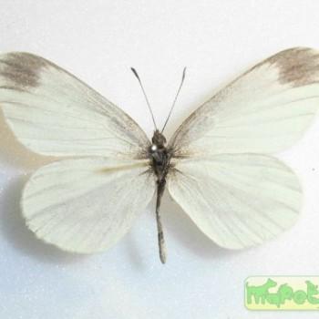 Leptidea amurensis