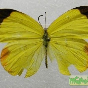 Eurema leuce