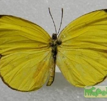 Eurema portoricensis
