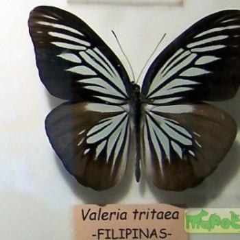 Pareronia tritaea