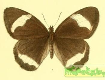Zipaetis saitis