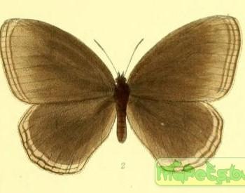 Zipaetis scylax