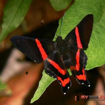 Ancyluris aulestes