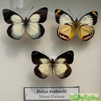 Delias bothwelli