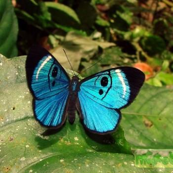 Mesosemia loruhama