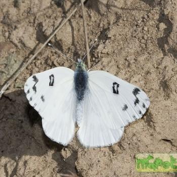 Pontia beckerii