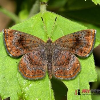 Calephelis perditalis
